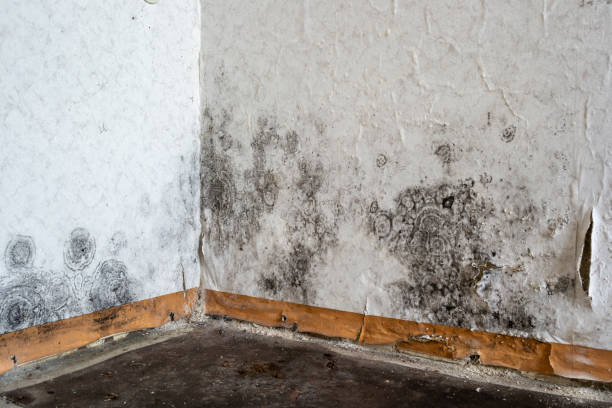 Mold Testing and Removal in Dundee, FL